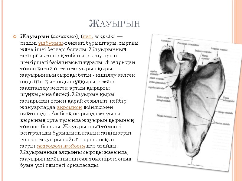 Жауырын Жауырын (лопатка); (лат. scapula) — пішіні үшбұрыш-төменгі бұрыштары, сыртқы және ішкі беттері болады.